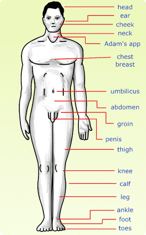 Anatomia Mężczyzny